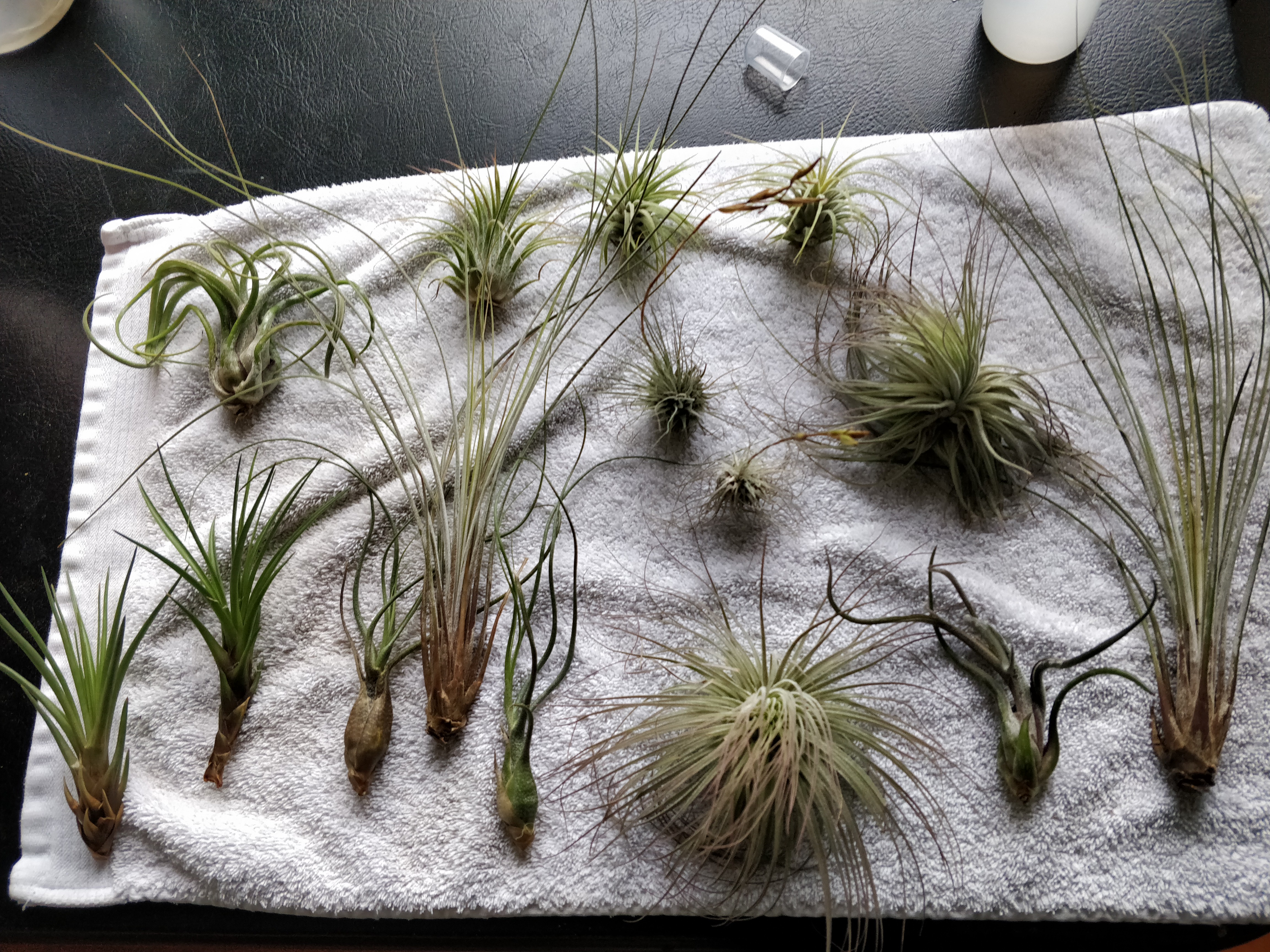 I ordered some air plants to bring life to my room