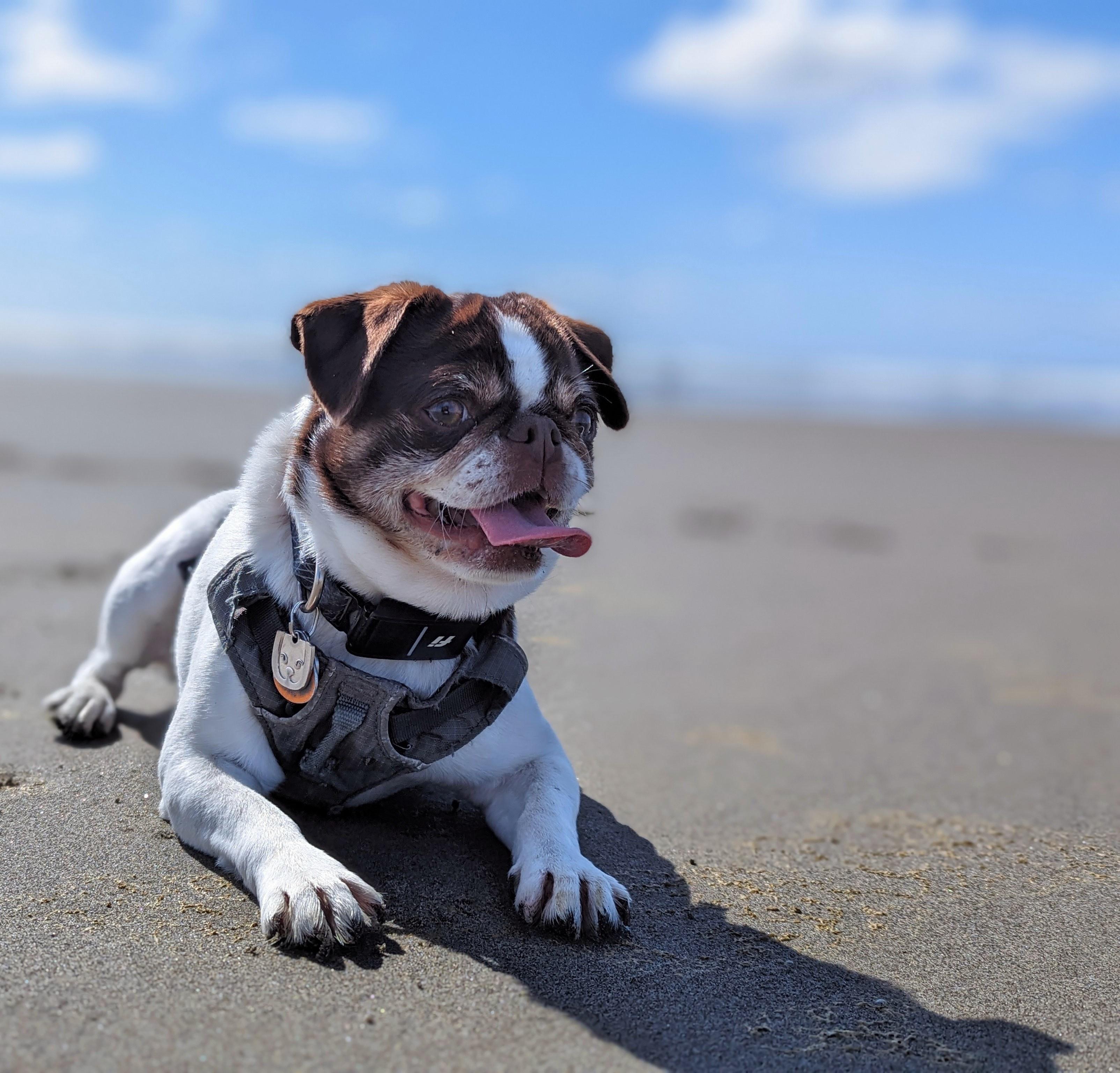 If you made it this far, you deserve to meet Edith and pay the Doge tax. :). Thanks